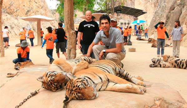 tigres tailandia drogados