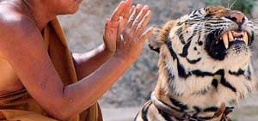 Tigres drogados Tailandia